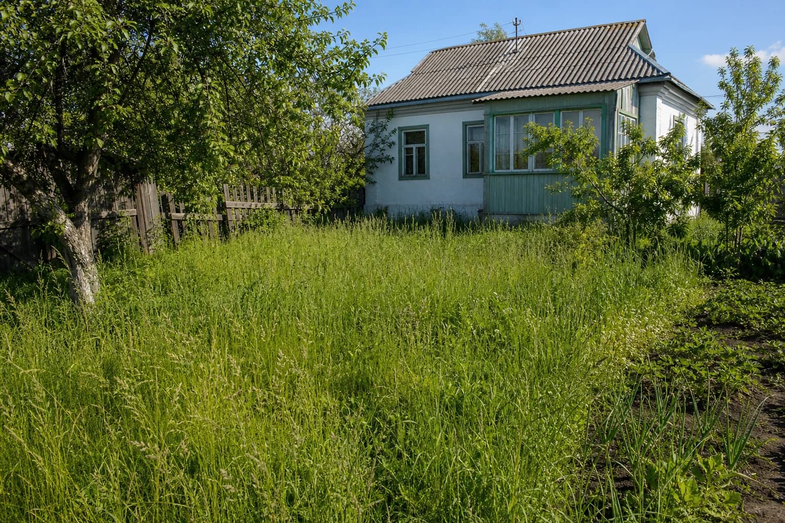 Участок до ухода: высокая неухоженная трава
